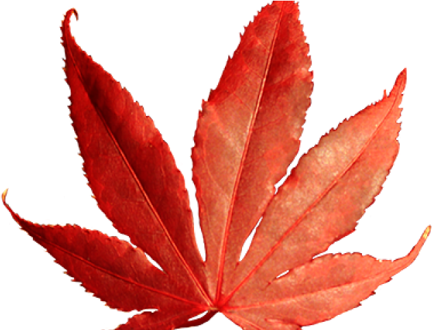 Leaves Clipart Red Fall Leaves - Png Leaves (640x480)