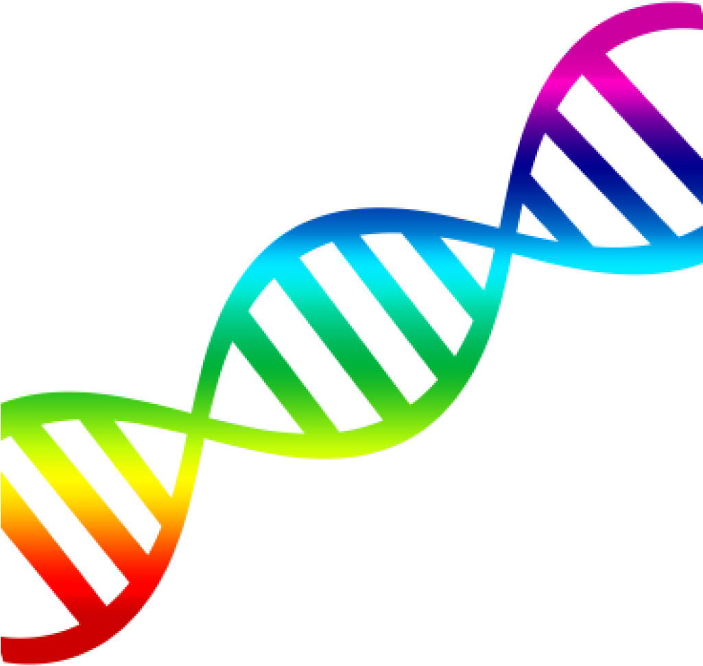 Dna Clip Art Dna Clipart 15 Clip Arts For Free Download - Clipart Dna Double Helix (1024x1024)