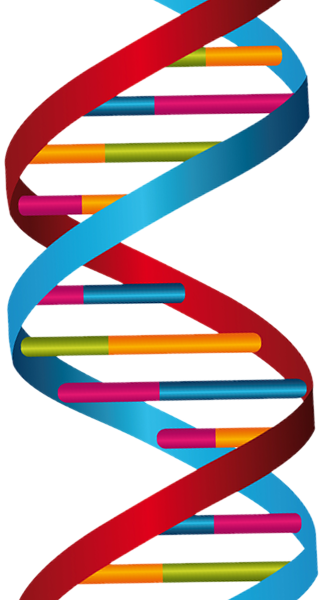 Download Human Dna Clipart Dna Nucleic Acid Double - Dna Strand (320x600)