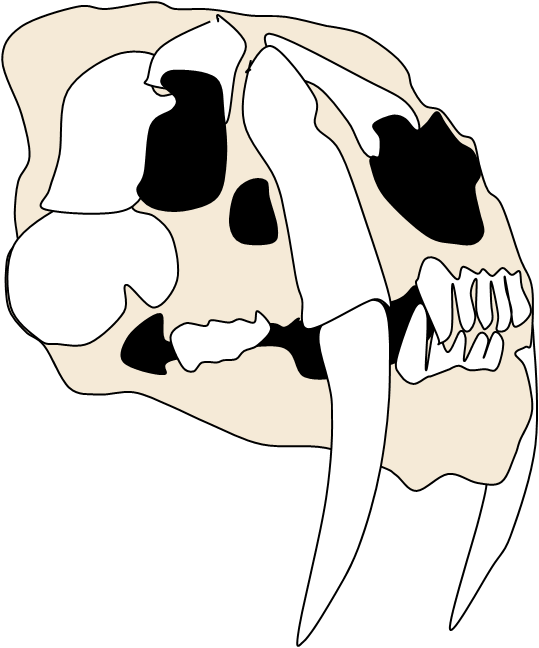 Smilodon Skull W - Wikimedia Commons (539x648)