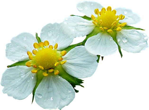 Tattys Thingies - Flowers - Foliage - Contoh Bunga Tidak Sempurna (640x476)