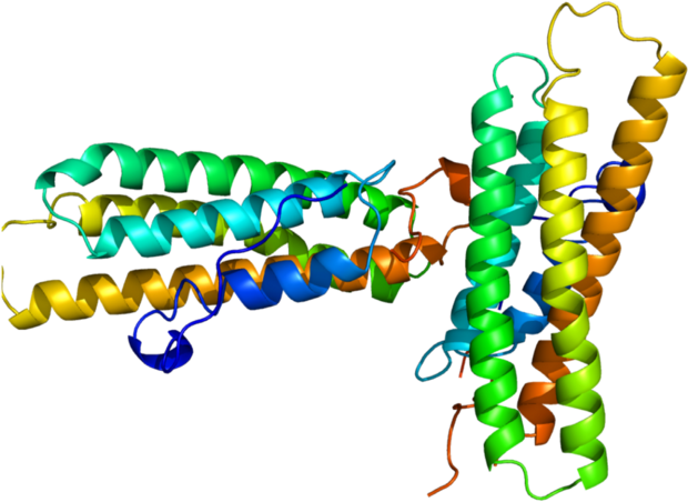 Vinculin 3d Structure (649x480)