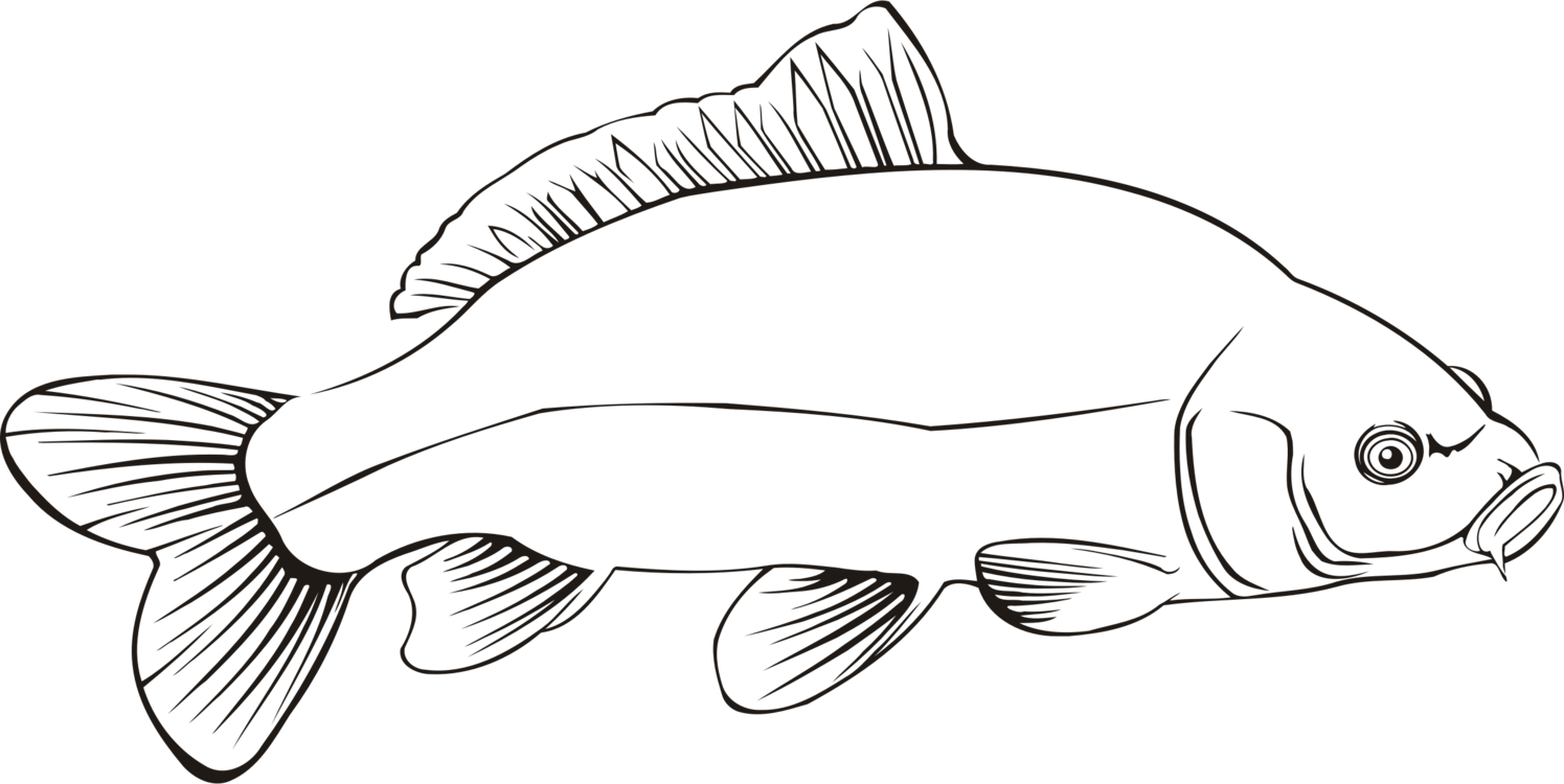 Freshwater Fish Carp Line Art Fresh Water - Carp Clipart (1495x750)