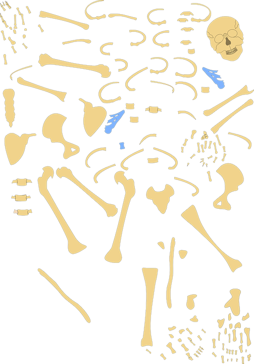 Hand Clipart Hand Anatomy Human Skeleton - Bone (503x720)
