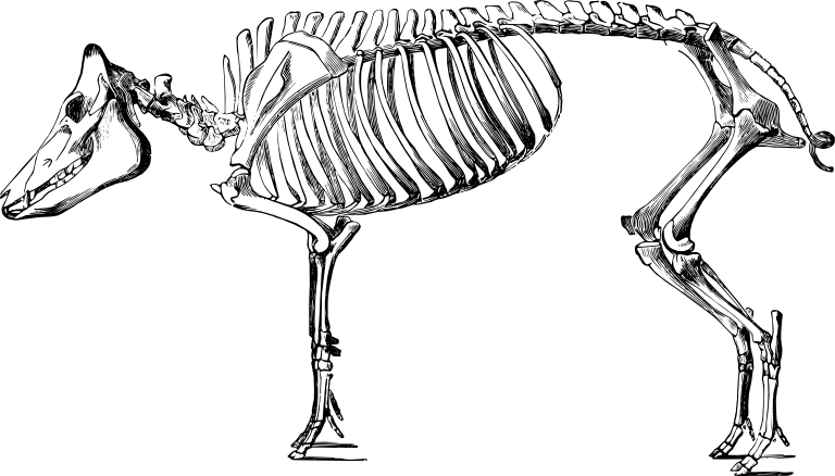 Collection Of Drawing High Quality Free - Pig Skeleton (768x438)