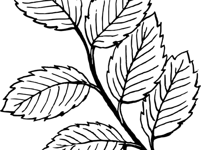 Drawn Mint Clipart - Leaves Clip Art (640x480)