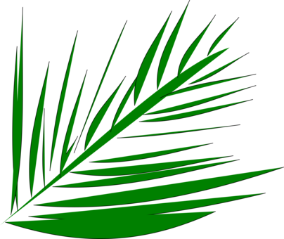 Palm-leaf Manuscript Palm Trees Computer Icons Palm - Palm Fronds (404x340)