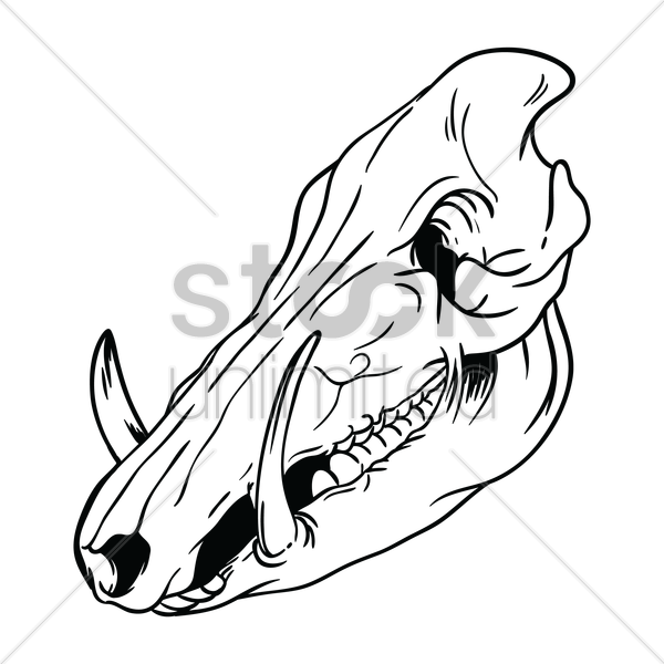 Skull Clipart Hog - Drawing (600x600)