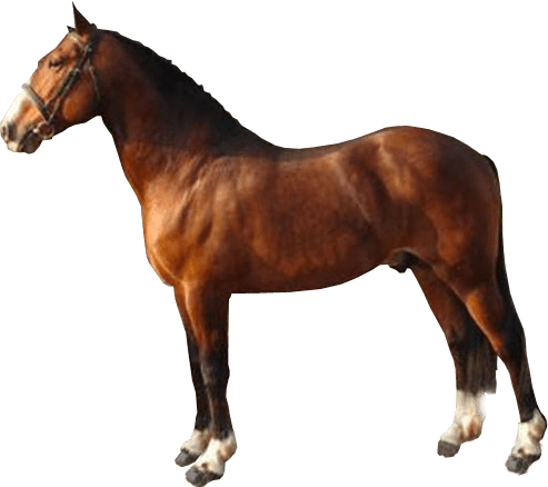 Brown Race Horse Transparent Image ~ Free Png Images - Horse With No Background (493x438)
