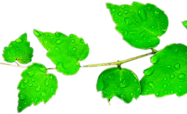 Green Leaves Clipart 3 Leave - Clip Art (640x480)