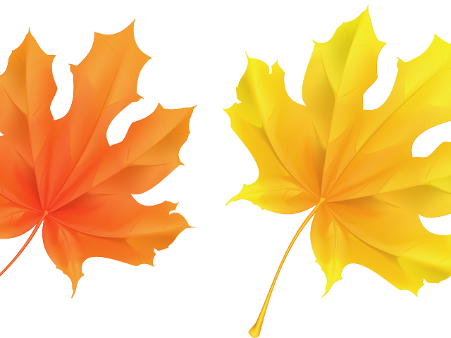 Yellow Flower Clipart Leave Clipart - Fall Leaf Clipart No Background (640x480)