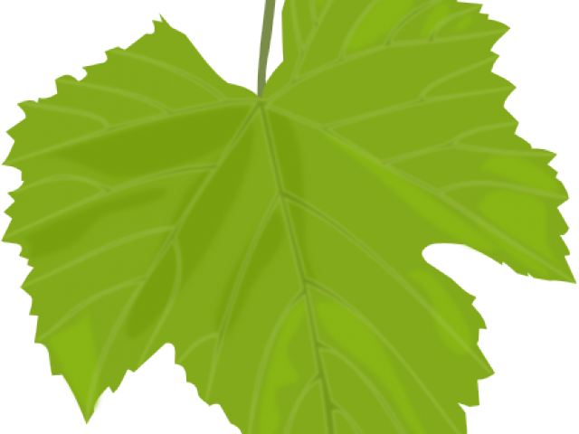 Grape Clipart Leave - Hoja De Parra Dibujo (640x480)