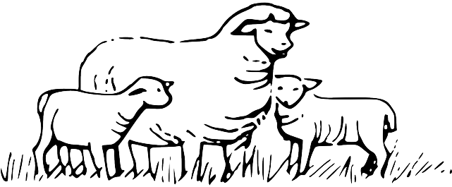 Animals, Field, Barn, Farm, Sheep, Children, Parent - Clipart Black And White Sheep (640x320)