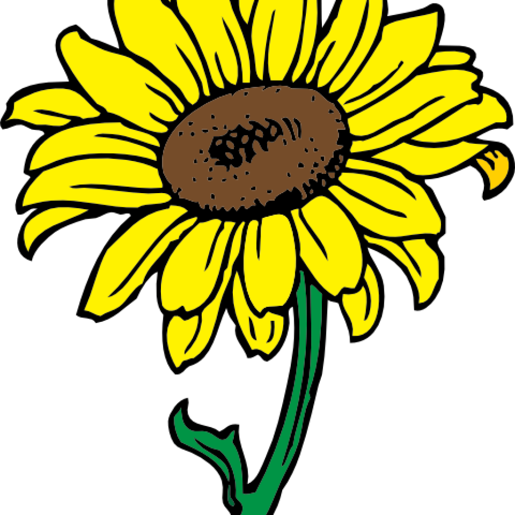 Sunflower Images Clip Art Sunflower Clipart At Getdrawings - Transparent Background Sunflower Clipart (1024x1024)