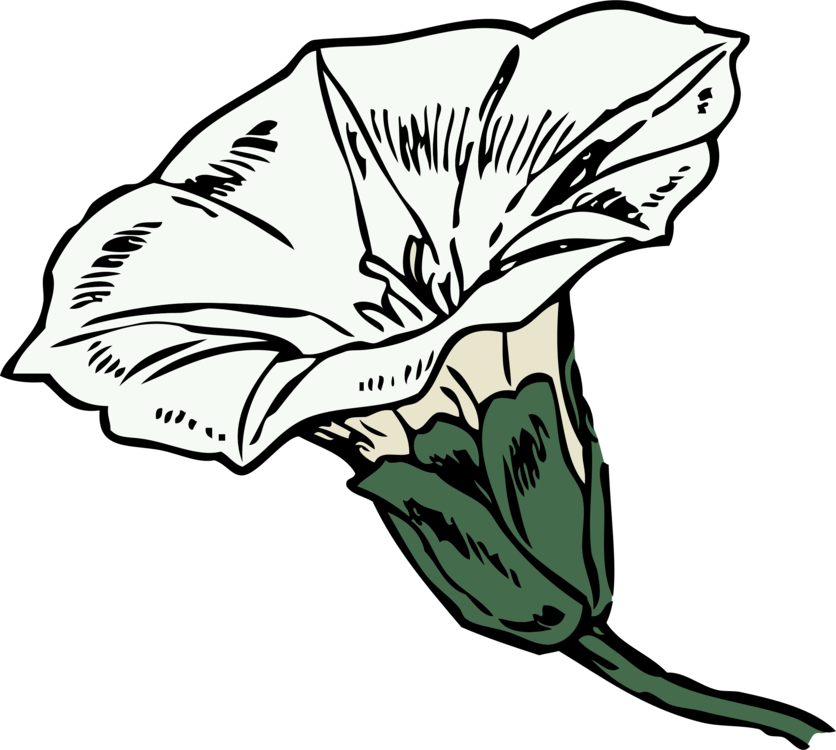 Flower Drawing Coloring Book Line Art - Bindweed Clipart (836x750)