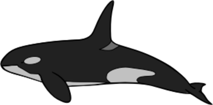 Common Bottlenose Dolphin Killer Whale Tucuxi Rough - Tucuxi (689x340)
