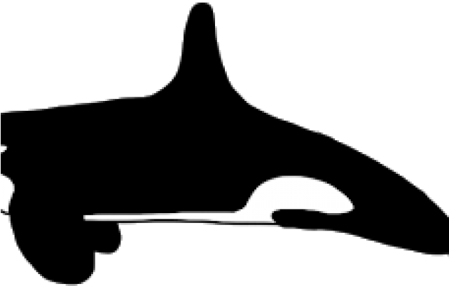 Killer Whale Clipart Orca - Killer Whale (640x480)