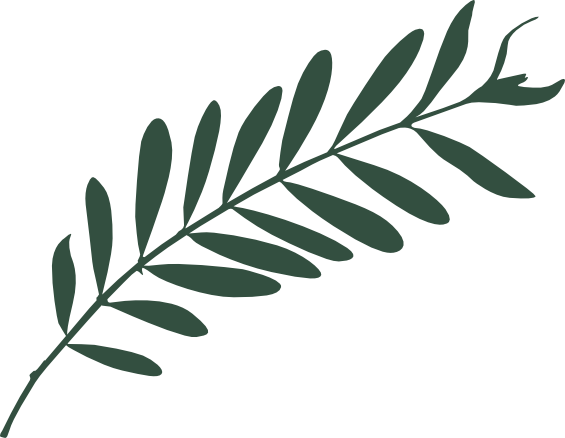 Olive Leaf (565x438)