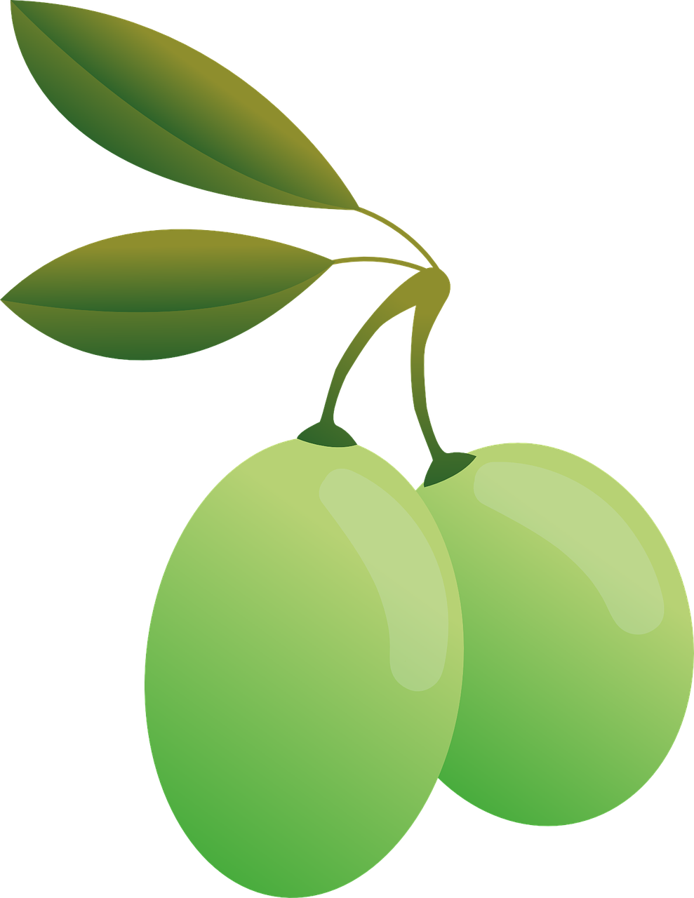 Olives,green,oil,olive Plants,food,green Olives,leaves, - Olive (989x1280)