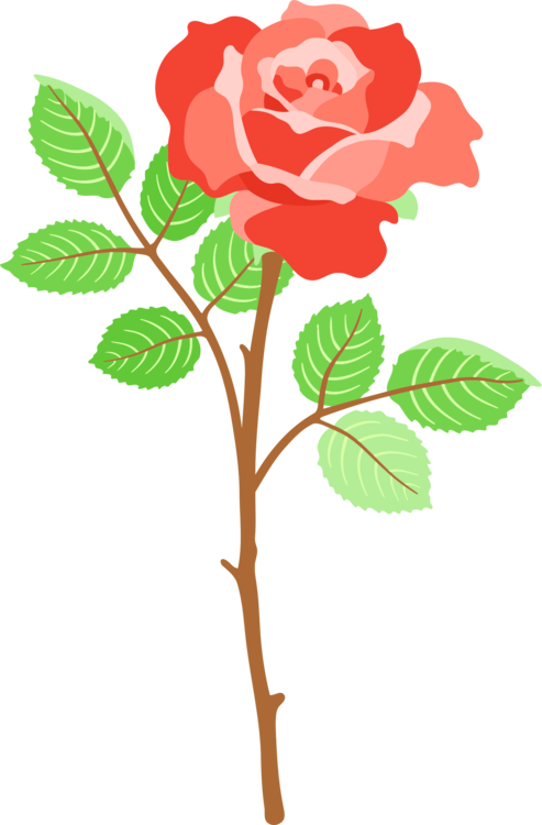 All Photo Png Clipart - Fondos Para Whatsapp Rosas (493x750)