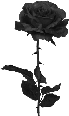 Suicide Clipart Rose - Black Rose Png (332x443)
