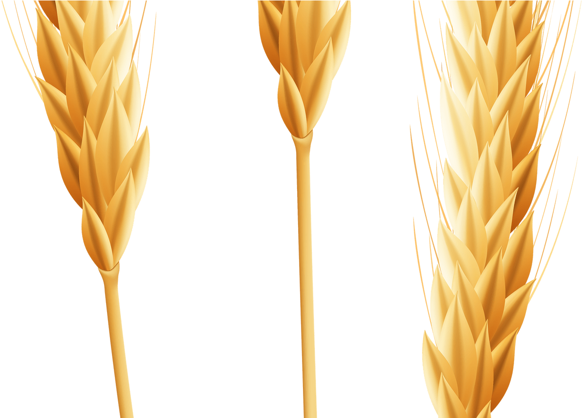 Wheat Png Clip Art Image Clipart Pinterest Art Images, - Wheat Corners Transparent Background (1368x855)