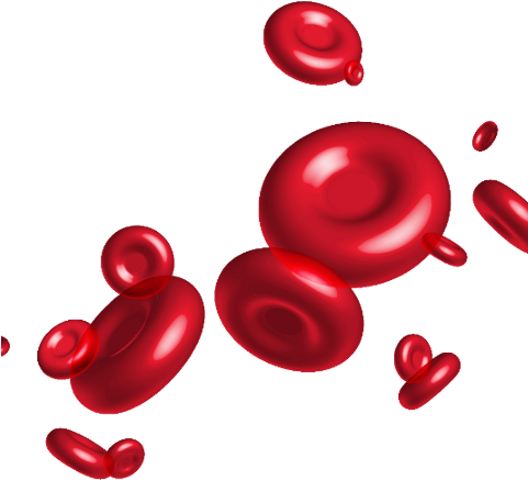 Red Blood Cell Vector (480x480)