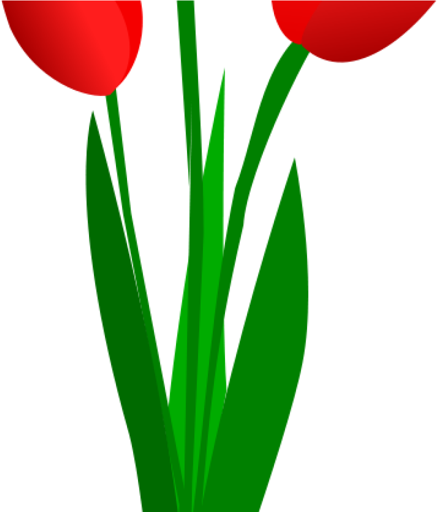 Tulip Clip Art Free Clipart Three Red Tulips Olku Plant - Clip Art (1024x1024)