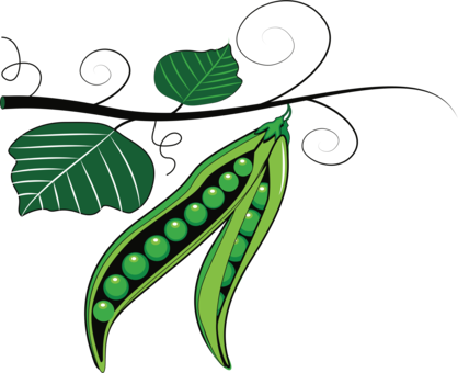 Pea Bean Fruit Vegetable Computer Icons - Mung Beans Plant Png (418x340)