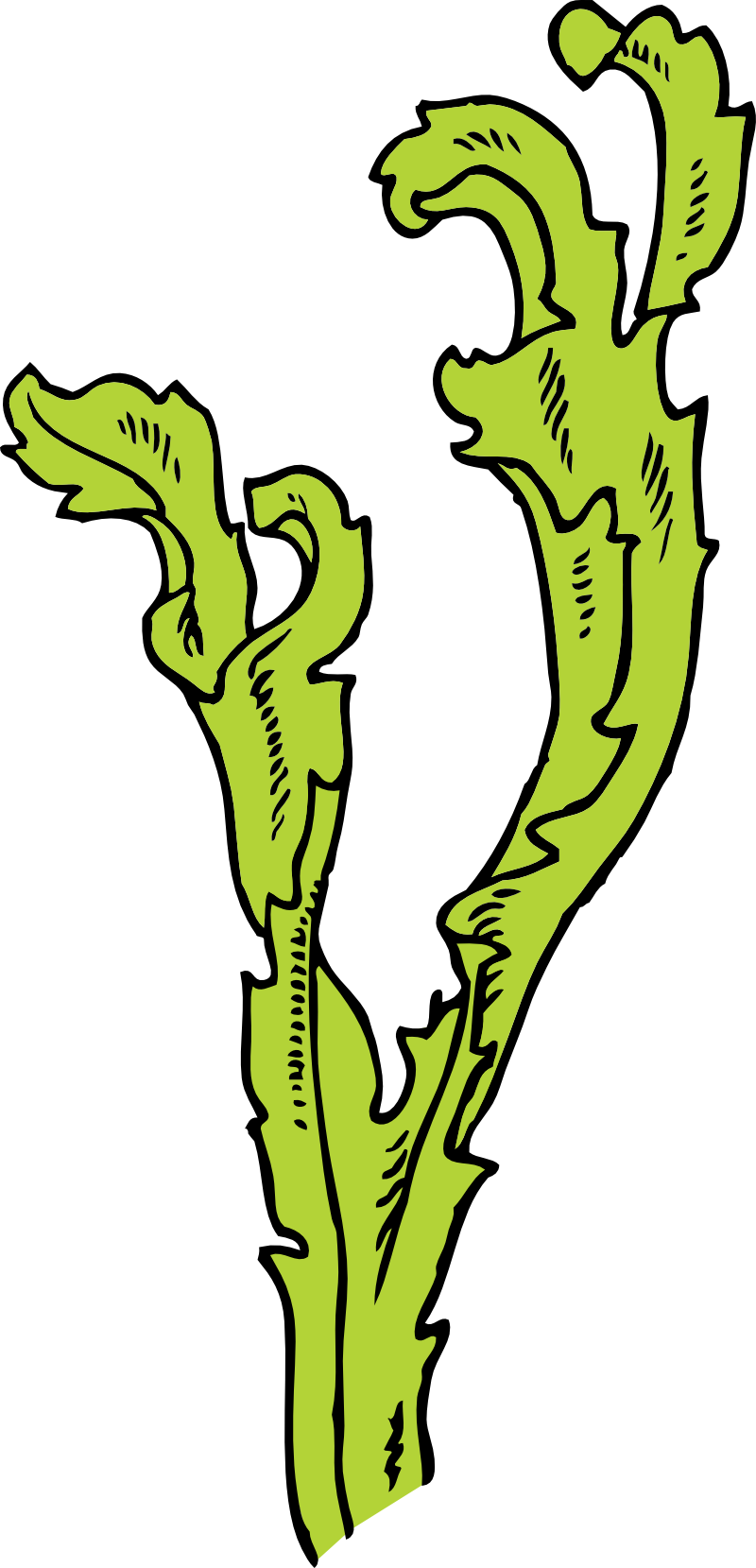 Seaweed Clipart - Seaweed Clip Art (800x1659)