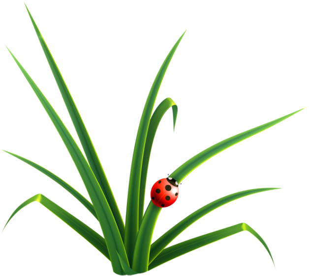 Blade Clipart Grass - Blade Of Grass Clip Art (640x567)