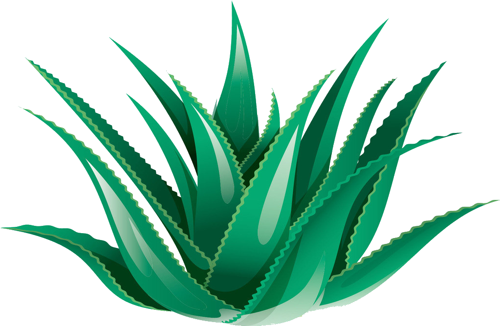 Clipart Black And White Library Agave Vector Azul - Agave Icon Png (1383x1012)