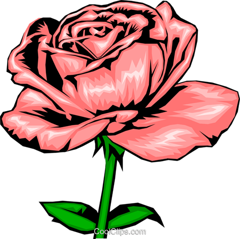 Pink Rose Royalty Free Vector Clip Art Illustration - Light Pink Roses Drawing (480x478)