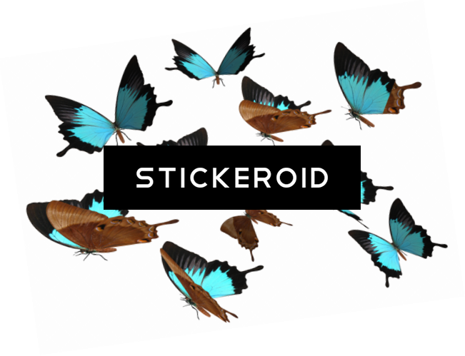 Peacock Royal Butterfly - Butterfly Picture For Photoshop Png (651x499)