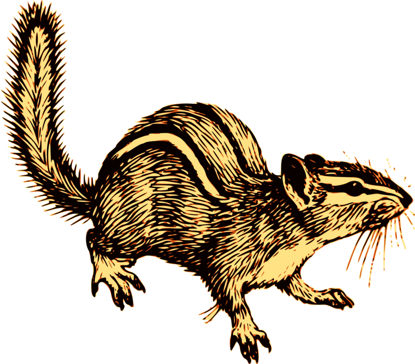 Chipmunk Squirrel Download Image Resolution - Png Background (853x750)