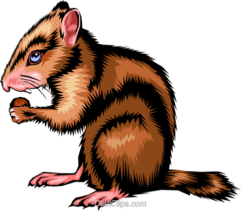 Chipmunk Royalty Free Vector Clip Art Illustration - Illustration (480x421)