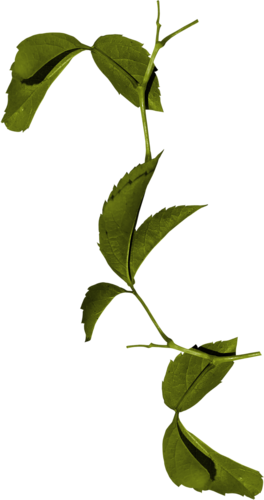 Фотки Frame Clipart, Art Flowers, Flower Art, Clip - Maidenhair Tree (264x500)