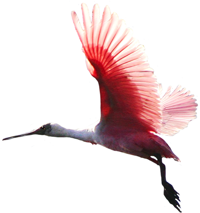 Cool My Little Pony Black And White Images Animal Clip - Colorful Flying Birds Png (413x439)