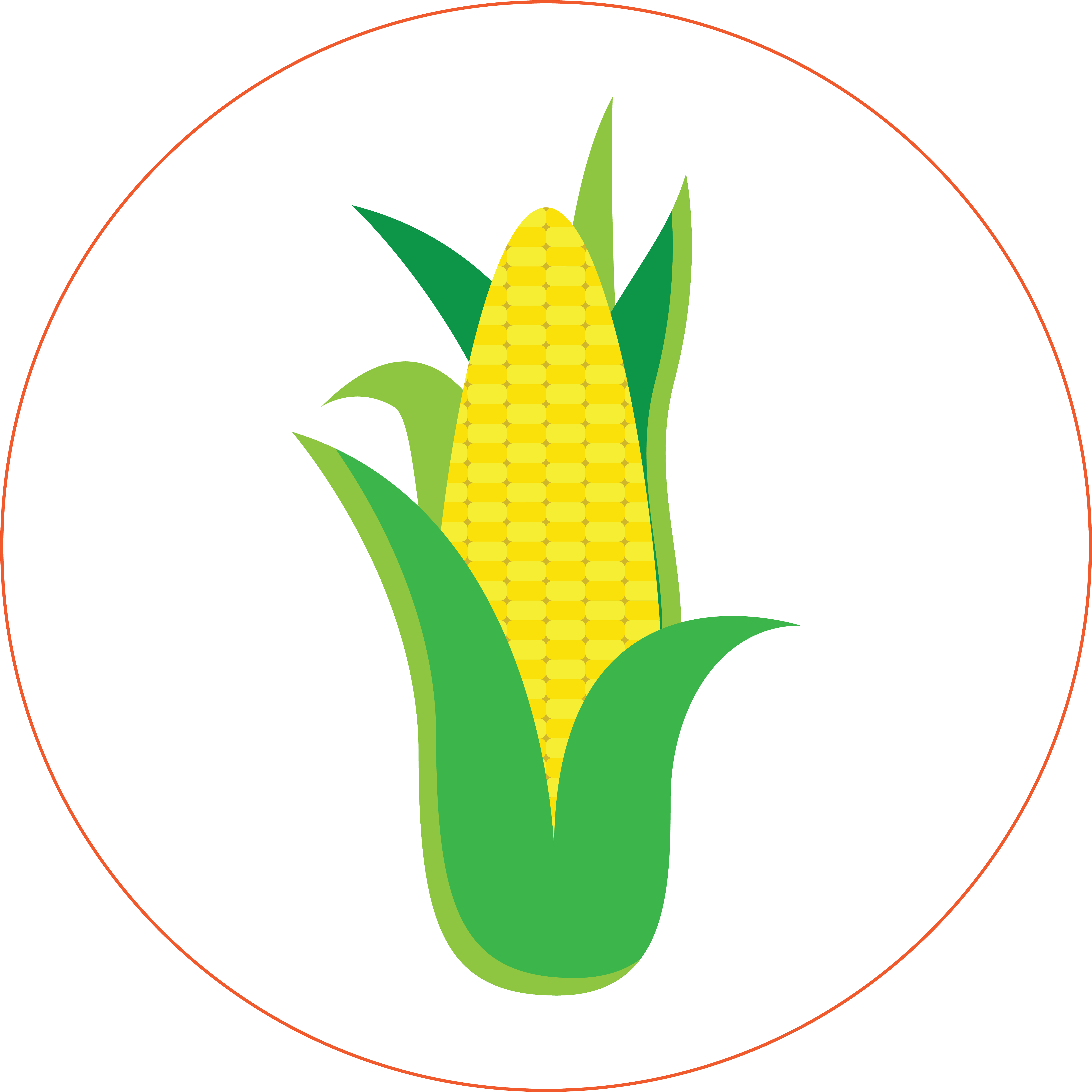 Corn - Maize (6000x6000)