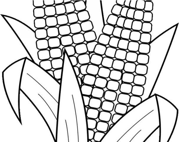 Corn Clipart Black And White - Free Printable Coloring Page Corn (640x480)