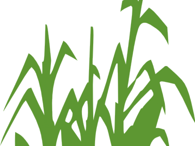 Corn Clipart Corn Leaf - Secret Window Secret Garden (640x480)