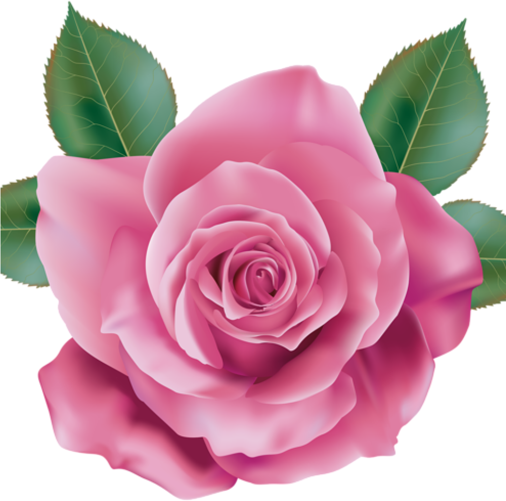 Pink Rose Clipart Rose Clipart Pink Rose Transparent - Rose Pink Transparent (1024x1024)