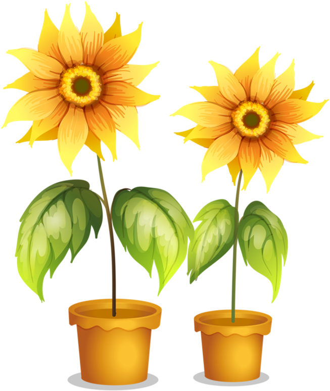 7 I Think Of You, Classroom Decor, Sunflower Clipart, - Illustration (688x800)