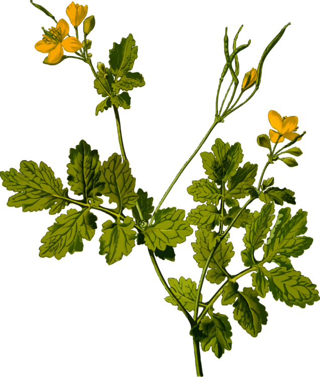All Photo Png Clipart - Kohler's Medicinal Plants Transparents (637x750)