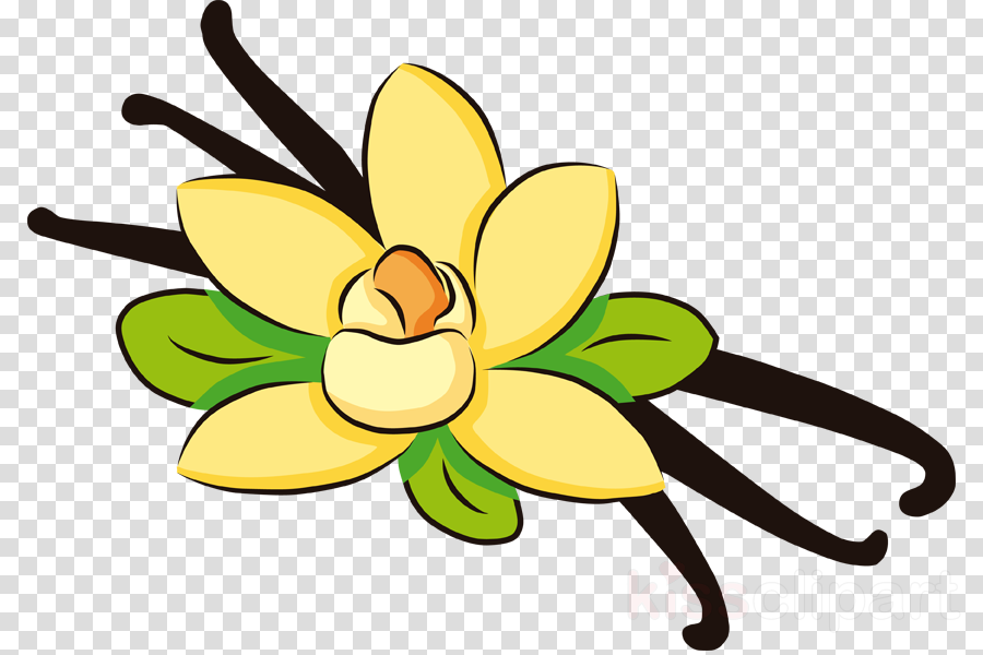 Vanilla Extract Vanilla Clipart Ice Cream Cones Vanilla - Vanilla Extract Vanilla Clipart (900x600)