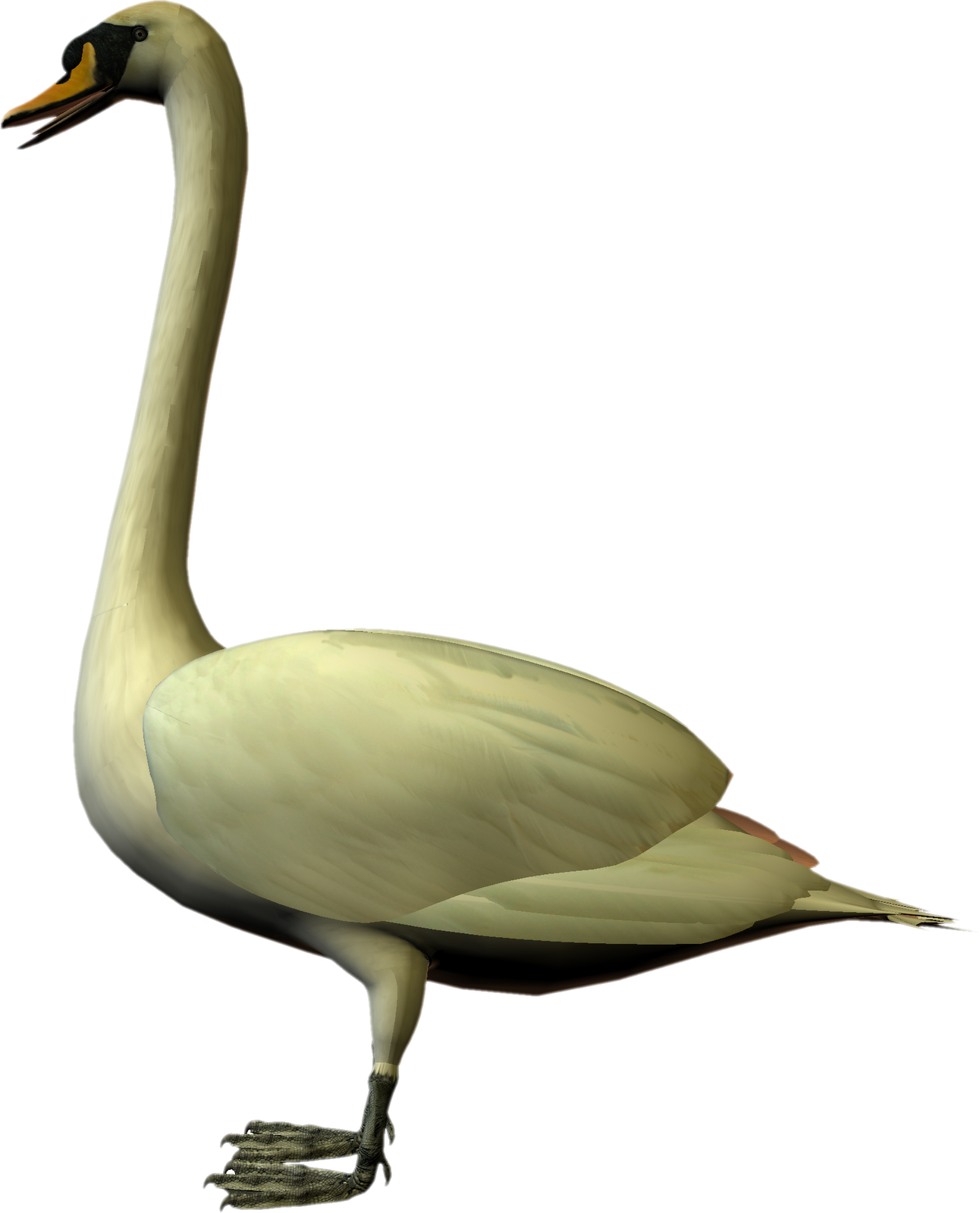 Free High Resolution Graphics And Clip Art - Cygnini (1292x1600)