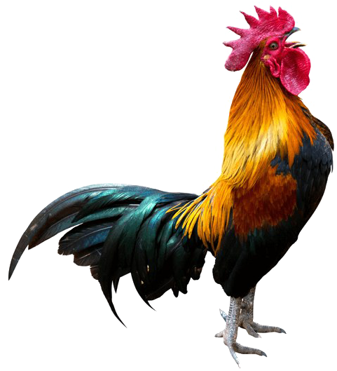 Rooster Transparent Background Arts Png Rooster Pmg - Rooster No Background (715x579)