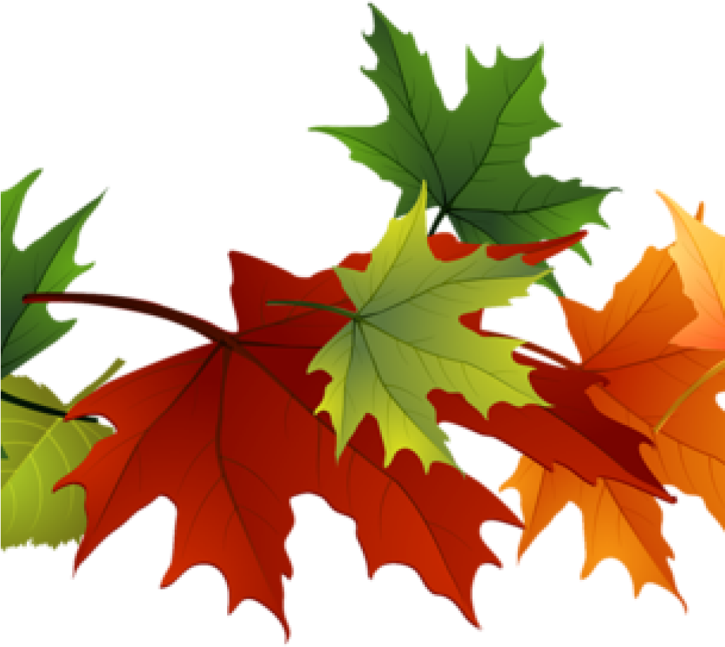 Fall Foliage Clipart Fall Foliage Clipart Fall Transparent - Fall Color Leaves Clipart (1024x1024)