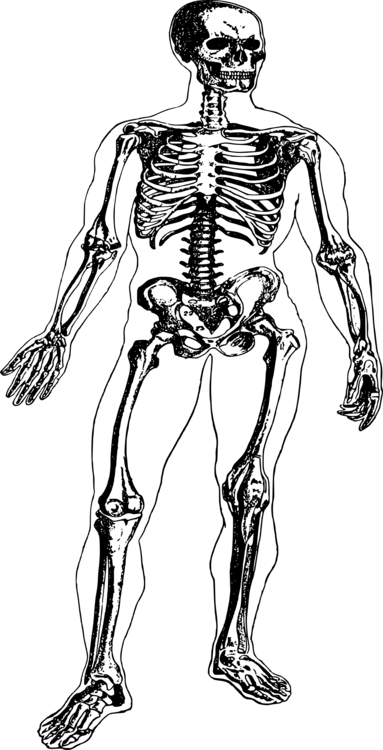 All Photo Png Clipart - Human Body (383x750)