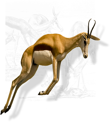 National Animal Springbuck/springbok - South African National Symbols And Their Meanings (400x426)
